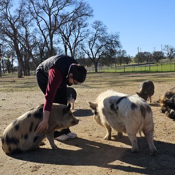Pig Luv - Pet Adoption Near Me - Valley Springs, California Pig Luv - Pet Adoption Near Me - Valley Springs, California