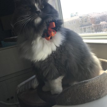 Fancy Pets - So soft and fluffy! - Pet Groomers Near Me - Tempe, Arizona