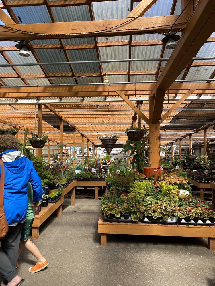 BELLEVUE NURSERY 70 Photos & 40 Reviews 842 104th Ave SE, Bellevue