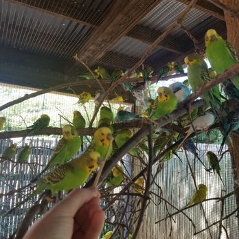 Blank Park Zoo - Feeding the parakeets - Zoos Near Me - Des Moines, Iowa Blank Park Zoo - Feeding the parakeets - Zoos Near Me - Des Moines, Iowa