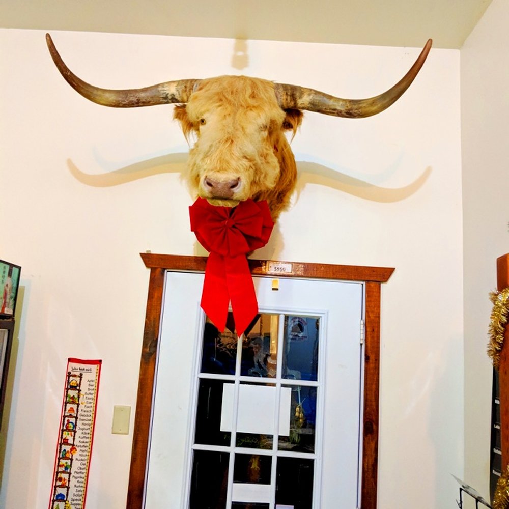 Why Not Farm - Why Not Farm -- Scottish Highland head - Organic Stores Near Me - Glenmoore, Pennsylvania