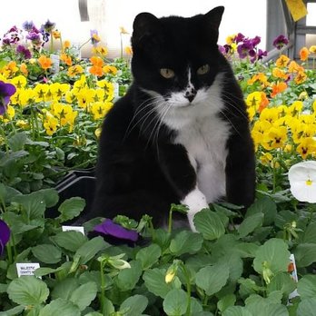Chadwick Nursery - Come meet Selby at the nursery. - Nurseries & Gardening Near Me - Helena, Montana Chadwick Nursery - Come meet Selby at the nursery. - Nurseries & Gardening Near Me - Helena, Montana