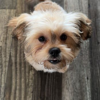 Momo Gs Pet Oasis - After - Pet Groomers Near Me Momo Gs Pet Oasis - After - Pet Groomers Near Me
