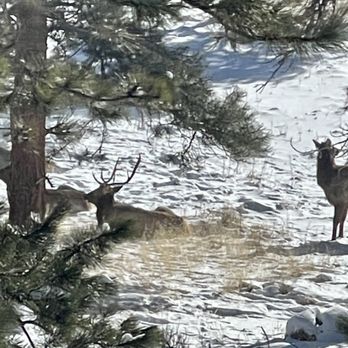 WildSide 4x4 Tours - Bull elk with cows. - Tours Near Me WildSide 4x4 Tours - Bull elk with cows. - Tours Near Me