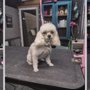 Photo of Posh Pets