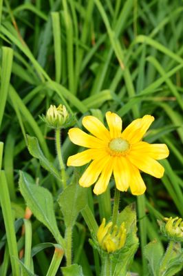 Memorial University Botanical Garden by null