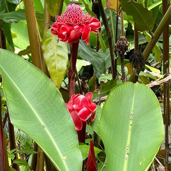 Akaka Falls State Park - Brilliant red flowers (or blossoms) at Akaka Falls State Park - Parks Near Me - Honomu, Hawaii Akaka Falls State Park - Brilliant red flowers (or blossoms) at Akaka Falls State Park - Parks Near Me - Honomu, Hawaii