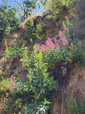 Elysian Park Trail by null