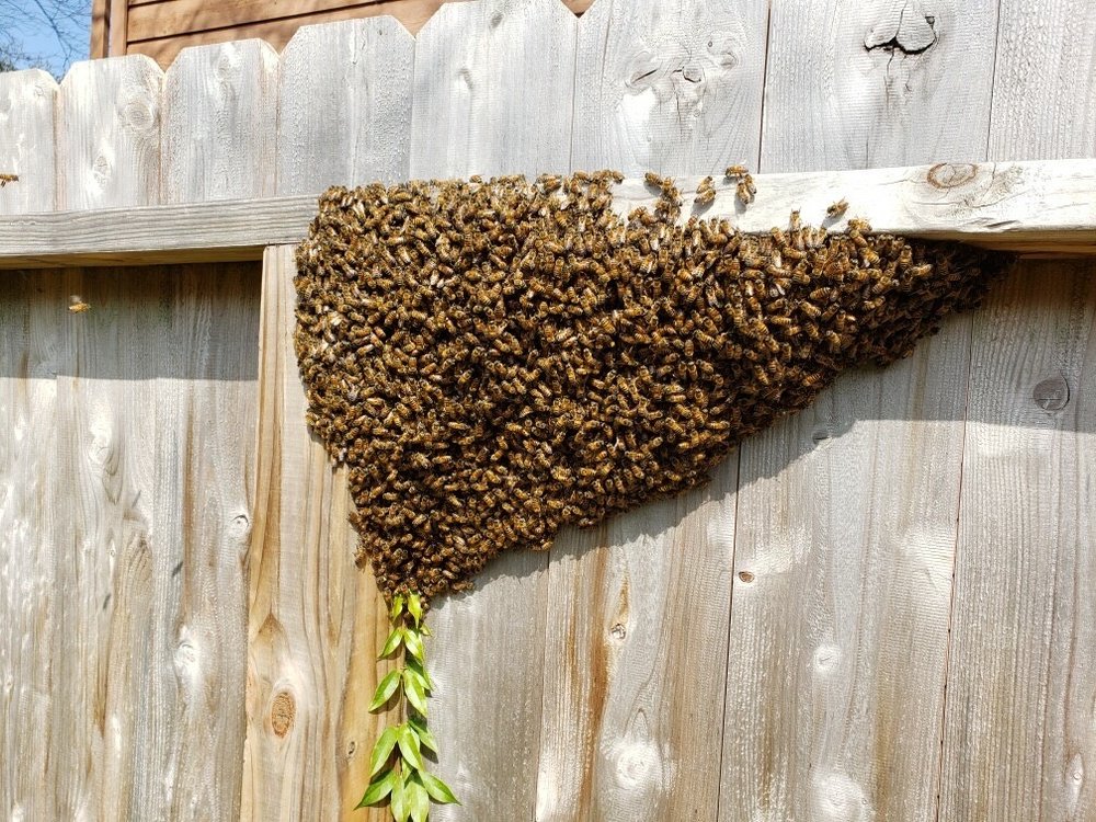 Angry Bee - beekeeping in Houston, TX