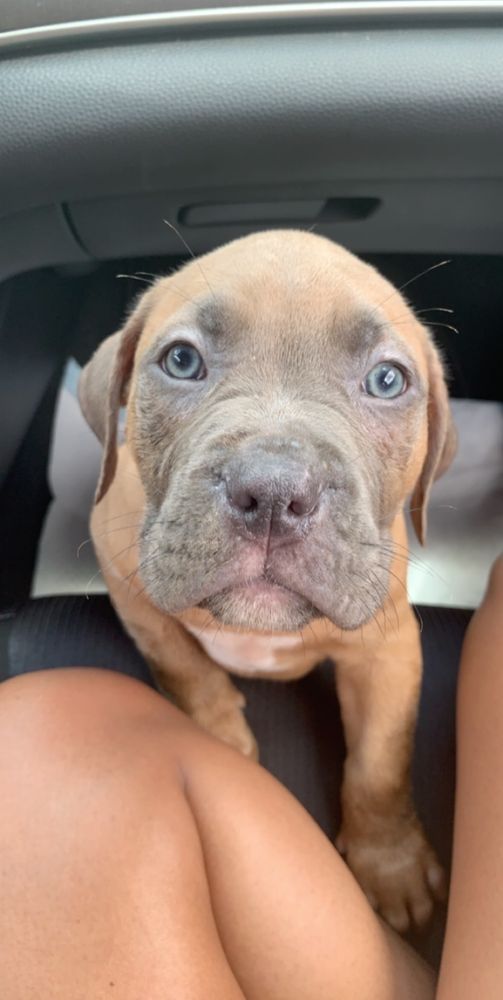 DENBIGH ANIMAL HOSPITAL GROOMING 14 Reviews 475 Denbigh Blvd