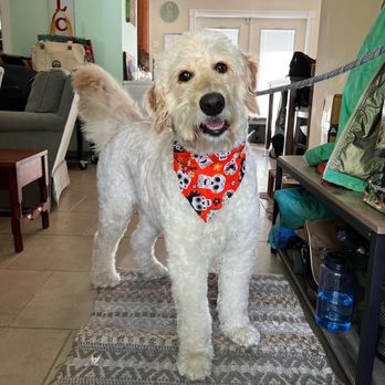 Holy Hounds - Pet Groomers Near Me