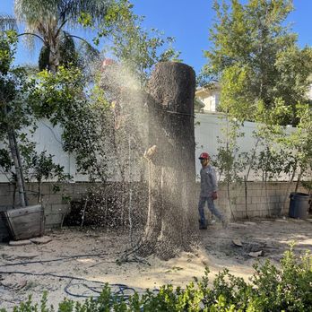 Oscar Madrid Tree Service - Tree Services Near Me Oscar Madrid Tree Service - Tree Services Near Me