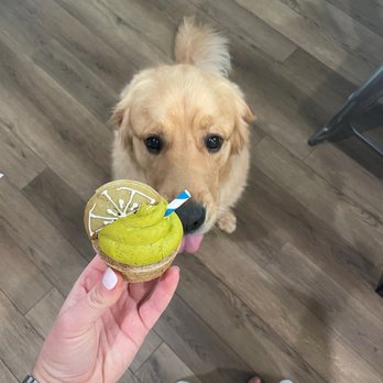 Three Dog Bakery - Margarita pup cake - Pet Stores Near Me - Indianapolis, Indiana