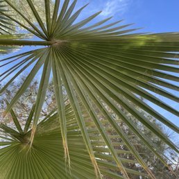 a palm tree a palm tree