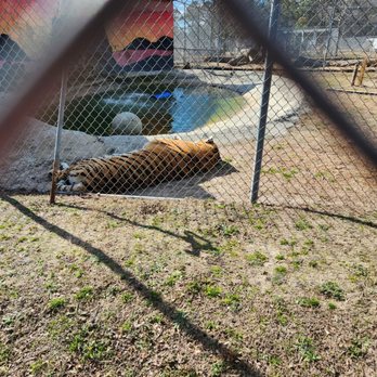 Aloha Safari Park - Zoos Near Me - Cameron, North Carolina Aloha Safari Park - Zoos Near Me - Cameron, North Carolina