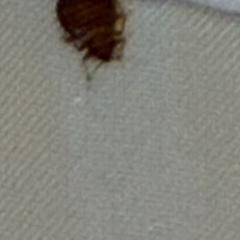 WorldMark Branson - Bed bug on the shower curtain. - Hotels Near Me - Branson, Missouri