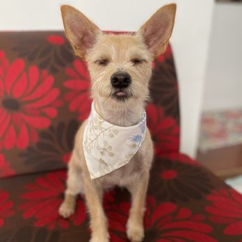 K9 Design Grooming Salon - Bloopers of Izzy with a fresh cut. - Pet Groomers Near Me - Tacoma, Washington K9 Design Grooming Salon - Bloopers of Izzy with a fresh cut. - Pet Groomers Near Me - Tacoma, Washington