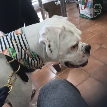 PAWsitively Sweet Bakery - Pet Stores Near Me - San Antonio, Texas PAWsitively Sweet Bakery - Pet Stores Near Me - San Antonio, Texas