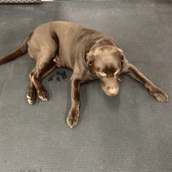 Exile Performance Nutrition - Loki, the gym dog He is so friendly!