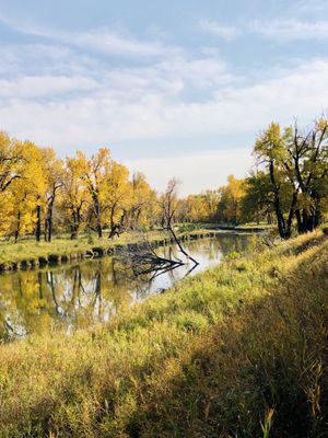 Inglewood Bird Sanctuary by null