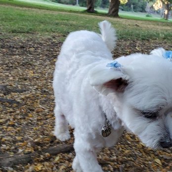 Mung Puppy Store - Pet Groomers Near Me - Los Angeles, California