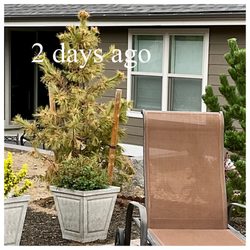 Eastside Gardens - This was a photo I sent back in September to Eastside.  Not 2 days ago from this posting date.