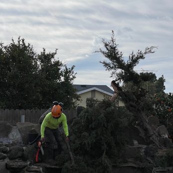 Sammy’s Tree Services - Sammy above the koi pond cutting down a bonsai tree that has been growing out of control. - Tree Services Near Me Sammy’s Tree Services - Sammy above the koi pond cutting down a bonsai tree that has been growing out of control. - Tree Services Near Me