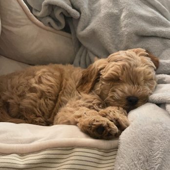 California Goldendoodle - Pet Breeders Near Me California Goldendoodle - Pet Breeders Near Me