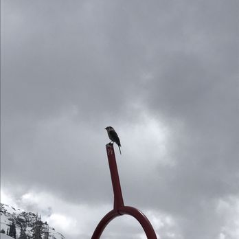 Giuseppes - a bird perched on top of a sculpture - Diners Near Me - Telluride, Colorado Giuseppes - a bird perched on top of a sculpture - Diners Near Me - Telluride, Colorado