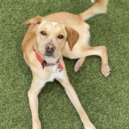 A tan dog with a red collar and a tag is lying on green artificial grass, with its front legs extended and head slightly tilted. The dog has a white patch on its chest and a white marking on its nose. It is looking directly at the camera, and its tail is curled upward. The background consists of the artificial grass surface, and the image appears to be a casual photo shared on social media.