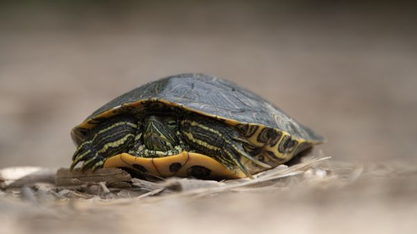 Sepulveda Basin Wildlife Reserve by null
