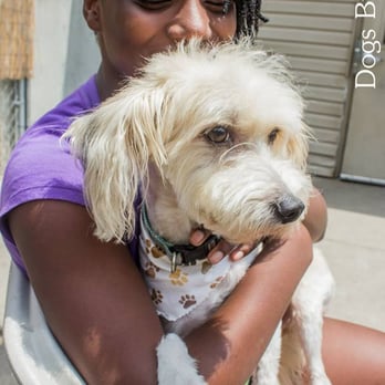Dogs by Debin - Animal Shelters Near Me - Kansas City, Missouri Dogs by Debin - Animal Shelters Near Me - Kansas City, Missouri