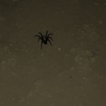 Potato Mountain - Yup that's a tarantula!! It was in the middle of the path! - Hiking Near Me - Claremont, California