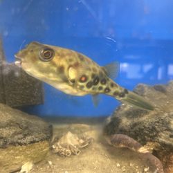 Limitless Aquatics
