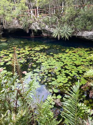 Two Eyes Cenote by null