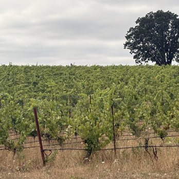 Black Dog Vineyard - World-class view - Wine Tasting Room Near Me - Carlton, Oregon