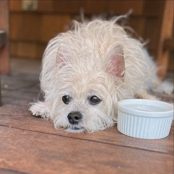 Wow! My dog - Tot - Pet Groomers Near Me Wow! My dog - Tot - Pet Groomers Near Me