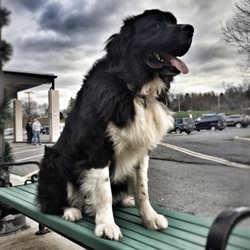 Albany / Saratoga Dog Trainers: Off Leash K9 Training - Biff-nado. The biggest baby ever