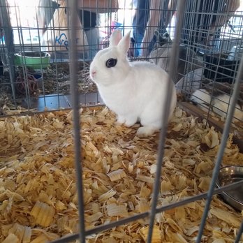 Hamilton County 4-H Fair - Look at the feminine eye of a  rabbit! - Community Centers Near Me - Noblesville, Indiana