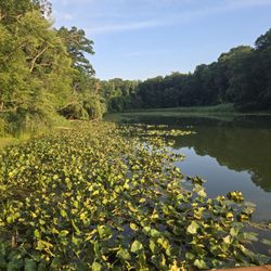 Lake view