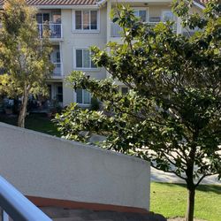 The Orchard Senior Living - Part of the view from my patio/porch--magnolia trees!