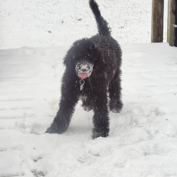 Clean Pooch Pet Grooming - Before - Pet Groomers Near Me - Raymore, Missouri