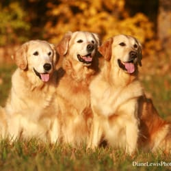 In Good Hands Dog Walking - Dreamer, Tully & Trotter