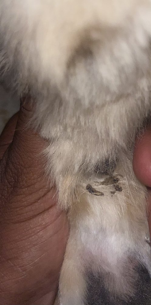 Cindy's Pampered Pets Image