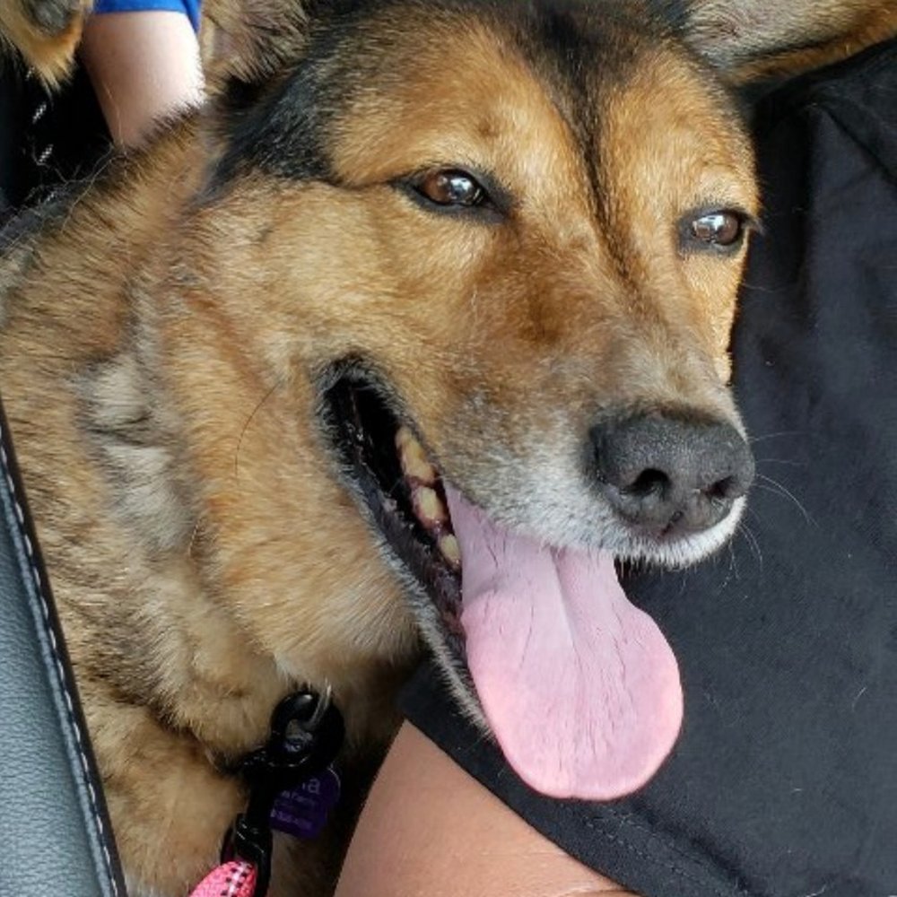PACE - Bella had the best smiles and was always down for an adventure! - Pet Cremation Services Near Me - Clinton Township, Michigan PACE - Bella had the best smiles and was always down for an adventure! - Pet Cremation Services Near Me - Clinton Township, Michigan