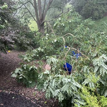 Pax Terra - This is the tree he had to clear - Tree Services Near Me Pax Terra - This is the tree he had to clear - Tree Services Near Me