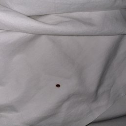 Bed bug I get bit twice in a hour Bed bug I get bit twice in a hour