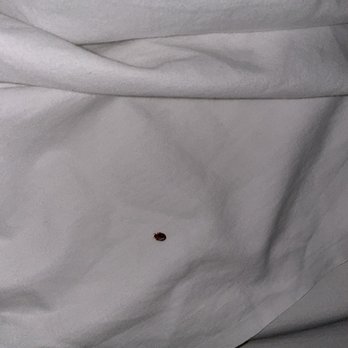 Crystal Inn - Bed bug I get bit twice in a hour - Hotels Near Me - Eatontown, New Jersey Crystal Inn - Bed bug I get bit twice in a hour - Hotels Near Me - Eatontown, New Jersey