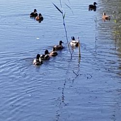 Altmühlsee