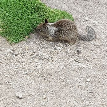 Lovers Point Park - Squirrel eating - Parks Near Me - Pacific Grove, California